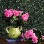 Vickerman Geranium Bush - Image 3