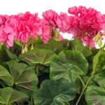 Vickerman Geranium Bush - Image 5